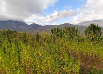 Damián Alcoba, del INTA, relató el proceso para lograr la primera variedad de quinoa registrada de la Argentina