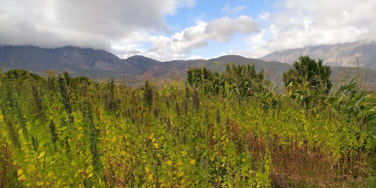 Damián Alcoba, del INTA, relató el proceso para lograr la primera variedad de quinoa registrada de la Argentina
