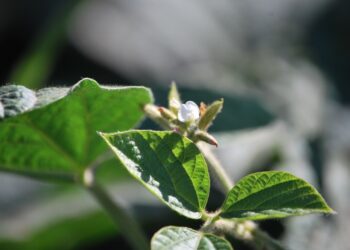 En el INTA le siguen poniendo fichas a la soja no transgénica: Se vienen cinco variedades desde Marcos Juárez