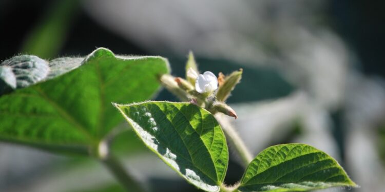 En el INTA le siguen poniendo fichas a la soja no transgénica: Se vienen cinco variedades desde Marcos Juárez