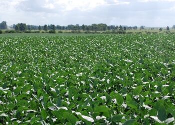 En el INTA le siguen poniendo fichas a la soja no transgénica: Se vienen cinco variedades desde Marcos Juárez