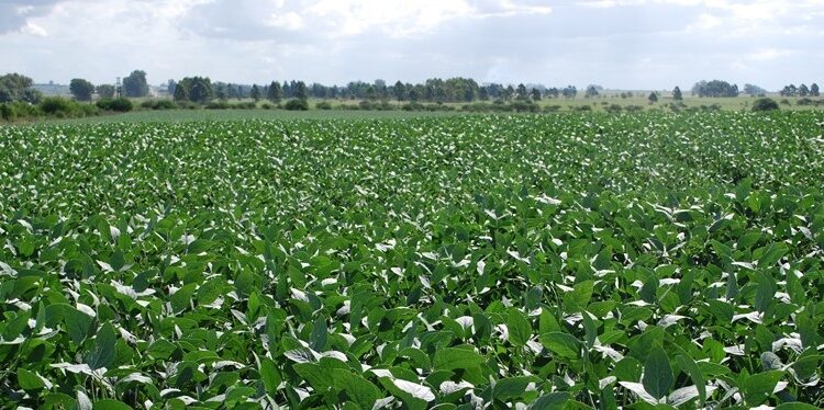 En el INTA le siguen poniendo fichas a la soja no transgénica: Se vienen cinco variedades desde Marcos Juárez