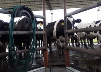 Advertencia de Carbap por la situación de los tambos: Habla sobre “un proceso de deterioro y achicamiento”