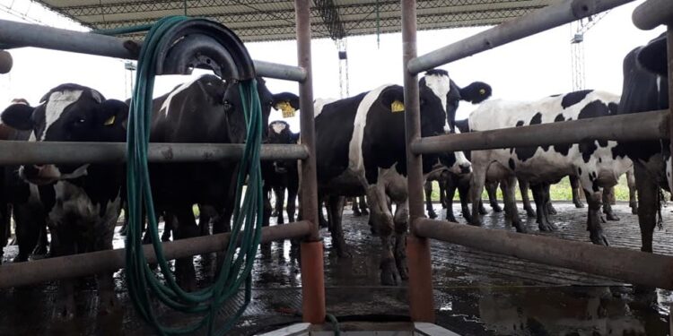 Advertencia de Carbap por la situación de los tambos: Habla sobre “un proceso de deterioro y achicamiento”