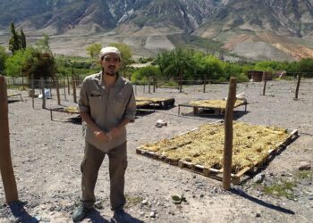 En el INTA de Jujuy, Tomás Vera trabaja para recuperar la genética de las cabras criollas