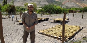 En el INTA de Jujuy, Tomás Vera trabaja para recuperar la genética de las cabras criollas
