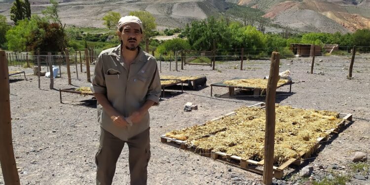 En el INTA de Jujuy, Tomás Vera trabaja para recuperar la genética de las cabras criollas