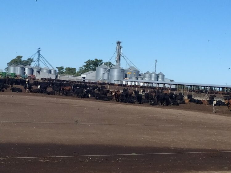 En General Alvear, Antonio Riccillo logró cerrar el círculo ganadero con biodigestores que generan electricidad a partir de los desechos animales