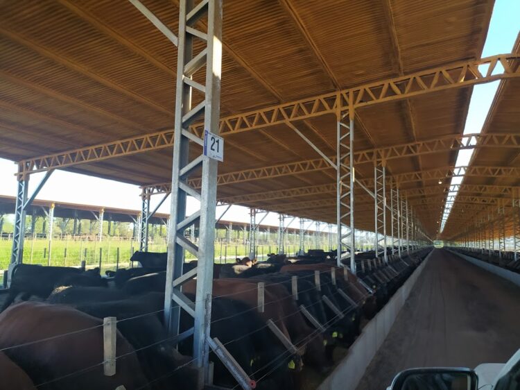 En General Alvear, Antonio Riccillo logró cerrar el círculo ganadero con biodigestores que generan electricidad a partir de los desechos animales