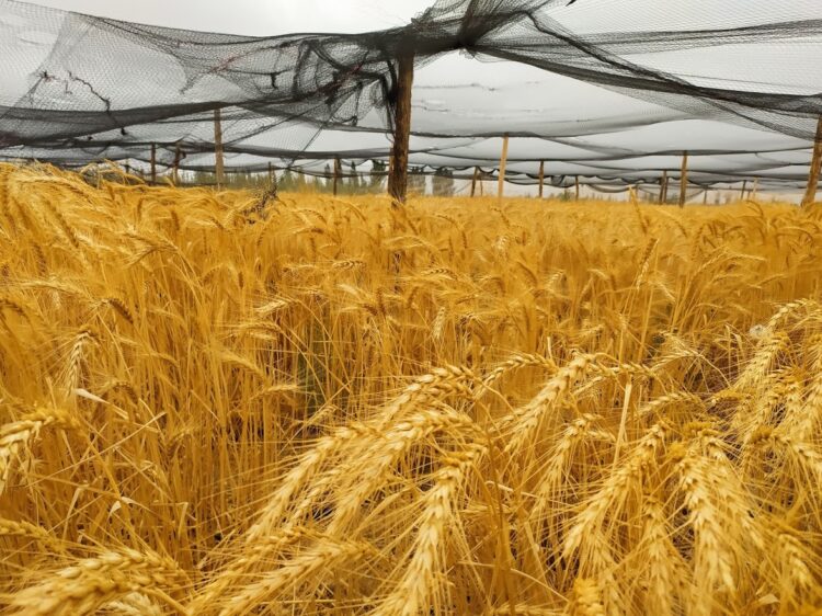 Buscando trigos más resistentes a la sequía, Mónica Ruiz comenzó el rescate de la espelta, una variedad centenaria con bajo contenido de gluten