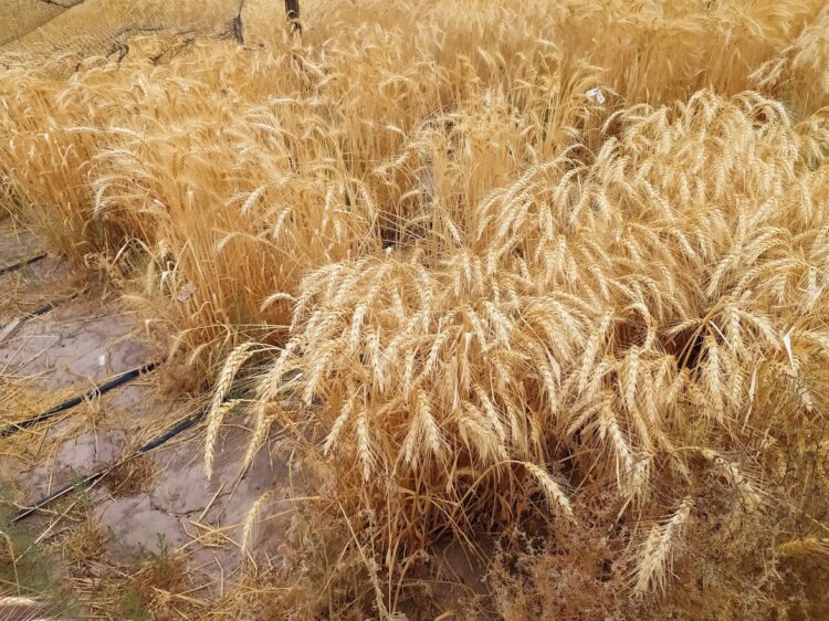 Buscando trigos más resistentes a la sequía, Mónica Ruiz comenzó el rescate de la espelta, una variedad centenaria con bajo contenido de gluten