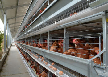 ¿El fin de las jaulas? Las principales alimenticias de la Unión Europea pidieron eliminar la cría de animales bajo métodos de encierro