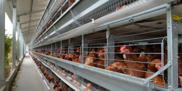 ¿El fin de las jaulas? Las principales alimenticias de la Unión Europea pidieron eliminar la cría de animales bajo métodos de encierro
