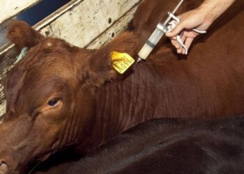 Un ganadero critica el nuevo plan del Senasa para la brucelosis: “Nivela para abajo” y no premia a quienes hicieron bien las cosas