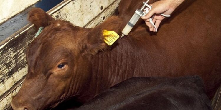 Un ganadero critica el nuevo plan del Senasa para la brucelosis: “Nivela para abajo” y no premia a quienes hicieron bien las cosas