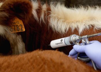 La otra vacunación: Mantener el rodeo bovino libre de fiebre aftosa cuesta más de 100 millones de dólares y lo hacen los privados