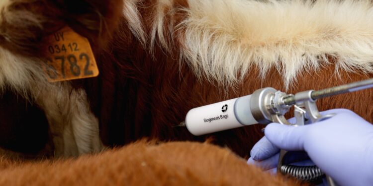 La otra vacunación: Mantener el rodeo bovino libre de fiebre aftosa cuesta más de 100 millones de dólares y lo hacen los privados