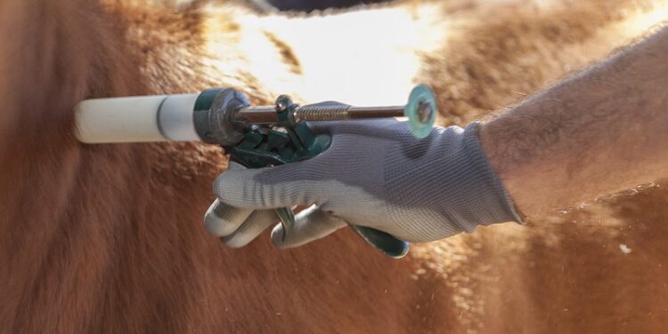 En 2022 Europa prohíbe del uso profiláctico de antibióticos en animales: Una nueva exigencia para las naciones proveedoras de carne