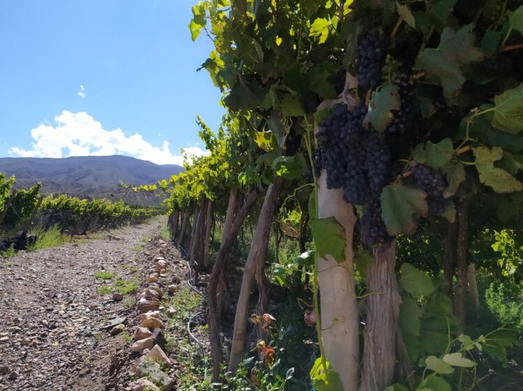 Aunque suele implantarse cerca del mar, en la Quebrada de Humahuaca se animaron a producir vinos de altura con la uva tannat