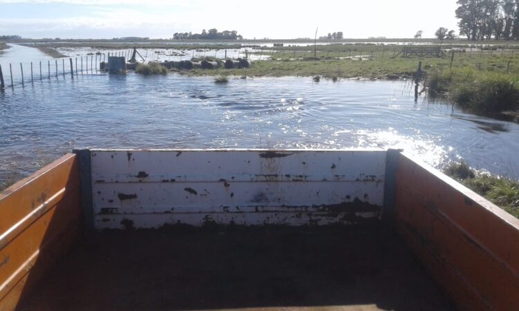 Vivir en un campo cercado por el agua: El duro relato de un matrimonio que trabaja en un establecimiento ganadero en Azul