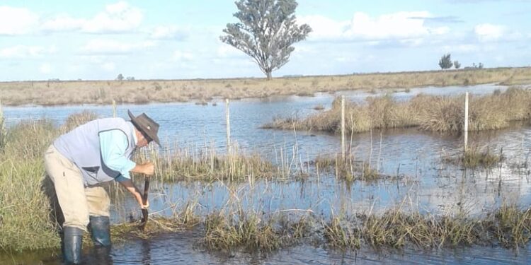 Vivir en un campo cercado por el agua: El duro relato de un matrimonio que trabaja en un establecimiento ganadero en Azul