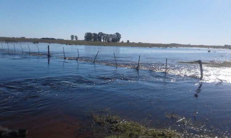 Vivir en un campo cercado por el agua: El duro relato de un matrimonio que trabaja en un establecimiento ganadero en Azul