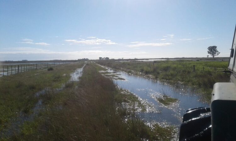 Vivir en un campo cercado por el agua: El duro relato de un matrimonio que trabaja en un establecimiento ganadero en Azul