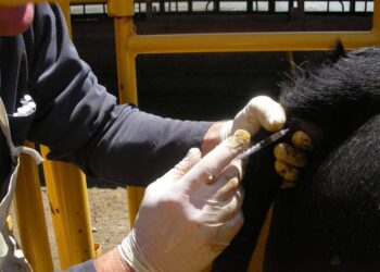 En España desarrollaron un sistema que permite detectar la presencia de antibióticos en animales antes de ser sacrificados