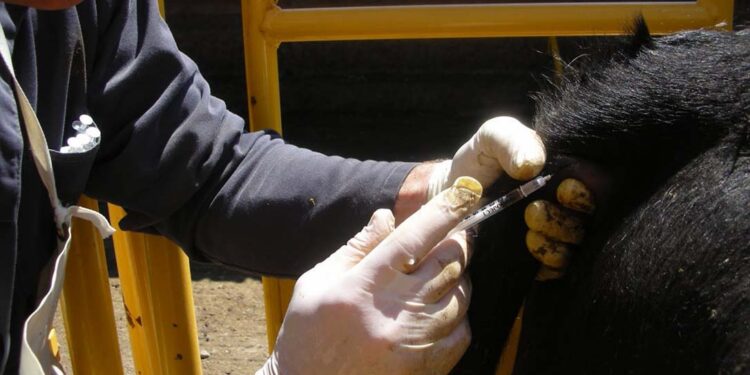 En España desarrollaron un sistema que permite detectar la presencia de antibióticos en animales antes de ser sacrificados