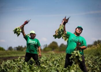 El gobierno argentino quiere implementar este año el “Banco de Tierras para la Agricultura Familiar”