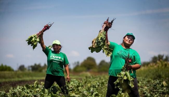 El gobierno argentino quiere implementar este año el “Banco de Tierras para la Agricultura Familiar”