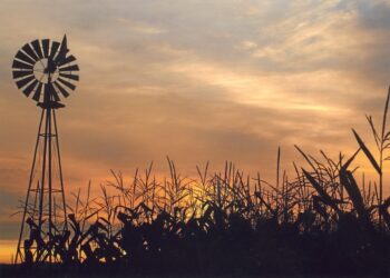 Gracias a la recuperación de los maíces tardíos ajustan en un millón de toneladas la estimación de producción argentina del cereal