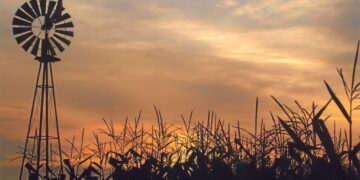 Gracias a la recuperación de los maíces tardíos ajustan en un millón de toneladas la estimación de producción argentina del cereal