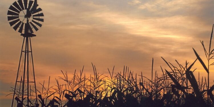Gracias a la recuperación de los maíces tardíos ajustan en un millón de toneladas la estimación de producción argentina del cereal