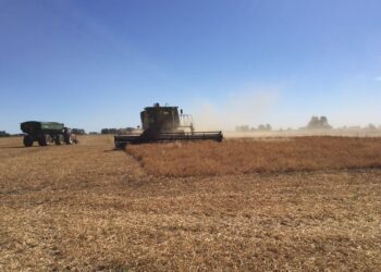 La arveja amarilla dejó de ser una curiosidad: Ya representa un 18% del área argentina total de la legumbre