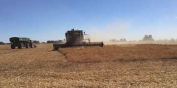 La arveja amarilla dejó de ser una curiosidad: Ya representa un 18% del área argentina total de la legumbre