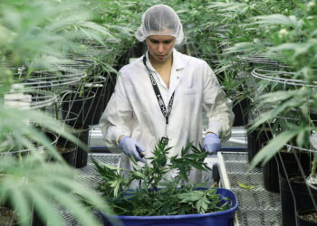 Ya está todo listo para que puedan comenzar a inscribirse variedades de cannabis en el Registro Nacional de Cultivares