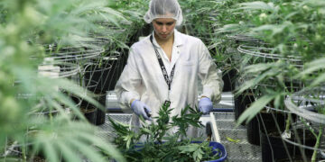 Ya está todo listo para que puedan comenzar a inscribirse variedades de cannabis en el Registro Nacional de Cultivares