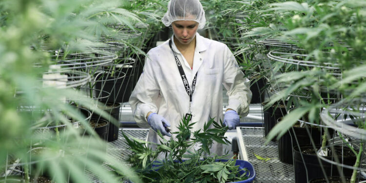 Ya está todo listo para que puedan comenzar a inscribirse variedades de cannabis en el Registro Nacional de Cultivares