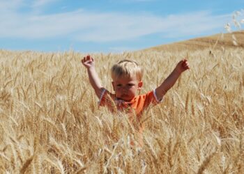 La cebada forrajera 2021/22 ya vale lo mismo que el trigo pan