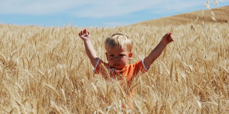 La cebada forrajera 2021/22 ya vale lo mismo que el trigo pan