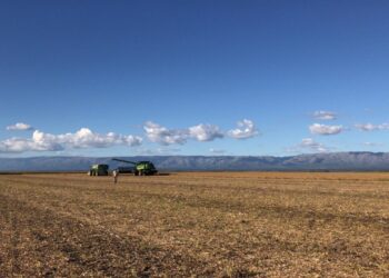 Suerte: El índice de las materias primas exportadas por la Argentina alcanzó el nivel más elevado desde junio de 2014