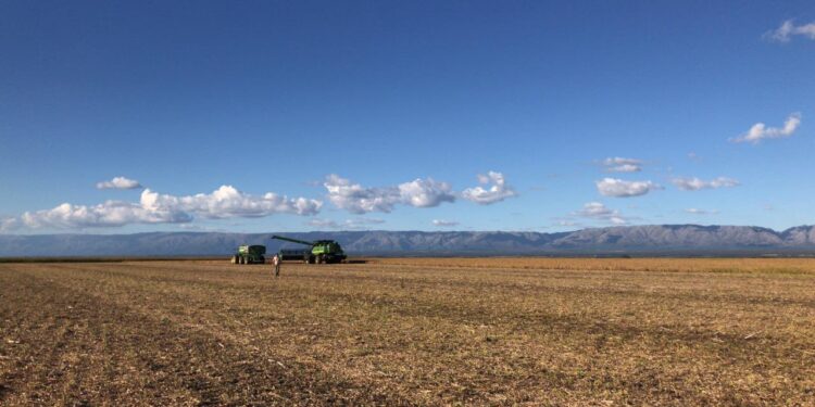 Suerte: El índice de las materias primas exportadas por la Argentina alcanzó el nivel más elevado desde junio de 2014