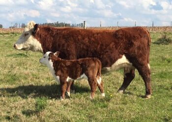 El último adiós al bife: Una nueva intervención del mercado de hacienda generará un “efecto rebote” infernal en los precios de la carne