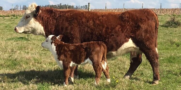 El último adiós al bife: Una nueva intervención del mercado de hacienda generará un “efecto rebote” infernal en los precios de la carne