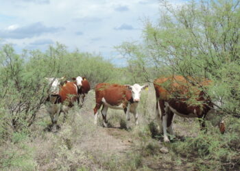 Según un estudio del INTA, la intensificación ganadera es la mejor alternativa para reducir el impacto ambiental de la actividad