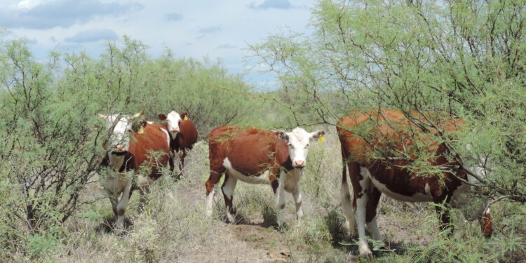 Según un estudio del INTA, la intensificación ganadera es la mejor alternativa para reducir el impacto ambiental de la actividad