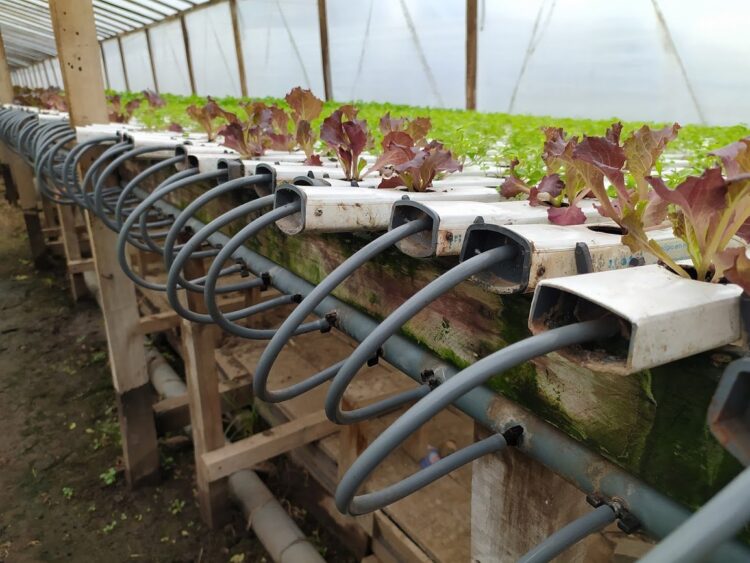 Wilmer Díaz produce con hidroponia 5 veces más que en un planteo convencional y ahorrando 90% de agua: “En Youtube parece fácil, pero esto es 100% trabajo”