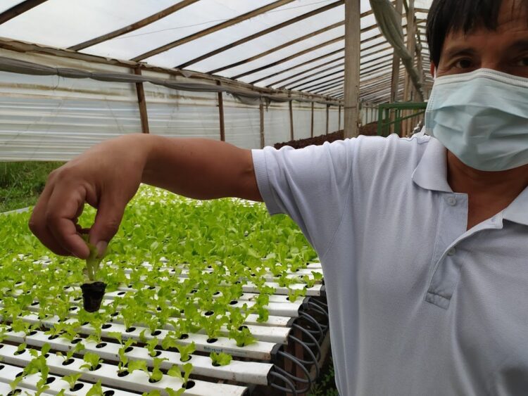 Wilmer Díaz produce con hidroponia 5 veces más que en un planteo convencional y ahorrando 90% de agua: “En Youtube parece fácil, pero esto es 100% trabajo”