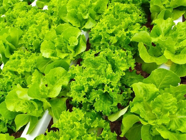 Wilmer Díaz produce con hidroponia 5 veces más que en un planteo convencional y ahorrando 90% de agua: “En Youtube parece fácil, pero esto es 100% trabajo”